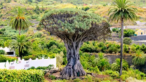 Dragon Tree Drago Milenario Icod De Los Vinos Tenerife 121073191