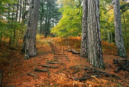 20210422161200 Parco Nazionale Della Sila Shutterstock 1529931554 1