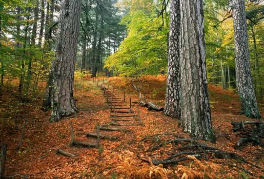 20210422161200 Parco Nazionale Della Sila Shutterstock 1529931554 1