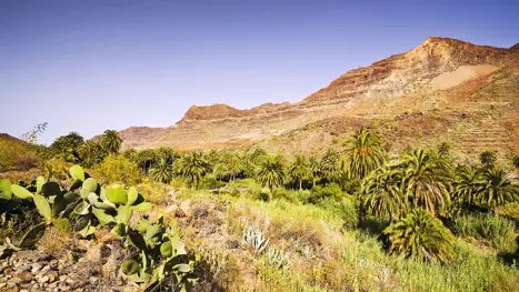 Prikly Pear In Fataga Gorge. Gran Canaria. Canarias Islands. Spain. Europe 224790031.Jpg.Crdownload
