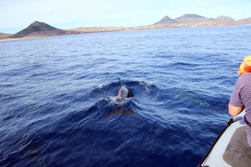 Bådtur Porto Santo (3)