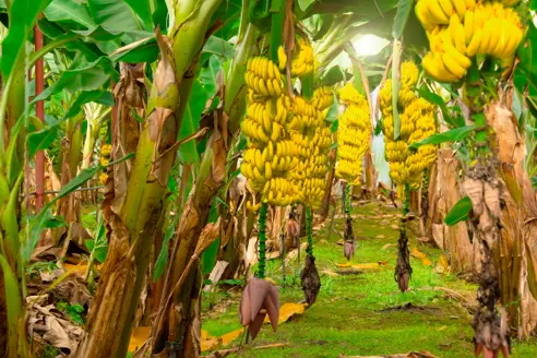 Banan Shutterstock 2220669095