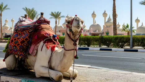 Egypten Sharm El Sheikh 1920X1080 21