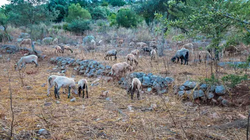 Spartochori Meganisi (34)