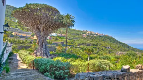 Millennial Drago Tree At Icod De Los Vinos, Tenerife Island 66746989