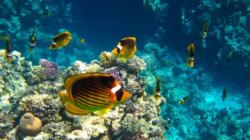 Egypten Sharm El Sheikh 1920X1080 19