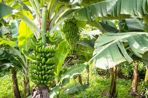 Bananp 1