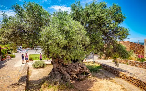 Smagen Af Kreta 2019 Jens Ole Verdens Ældste Oliventræ Vouves (12)