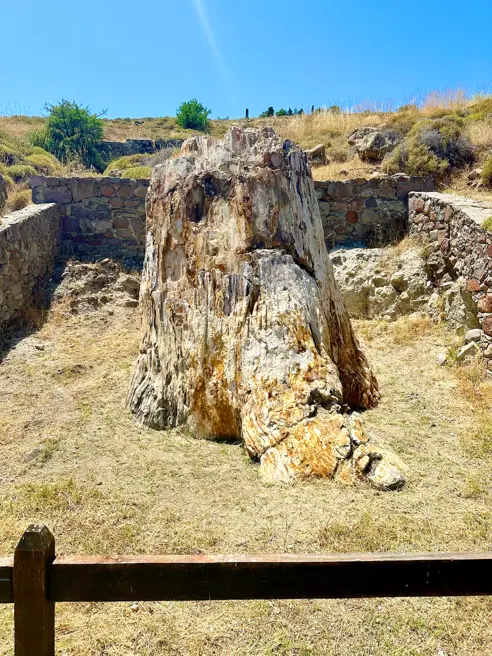 Den Forstenede Skov (3)