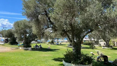 Oliventræer skaber skyggefulde områder